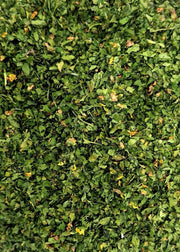 Petersilie (Maydanoz) - Trockenfrüchte OASE